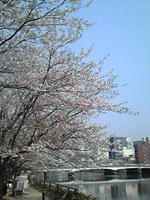 桜咲く～